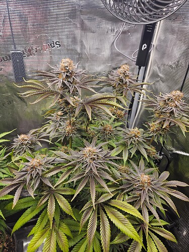 Growreport Bild 31
