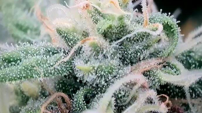 Growreport Bild 21