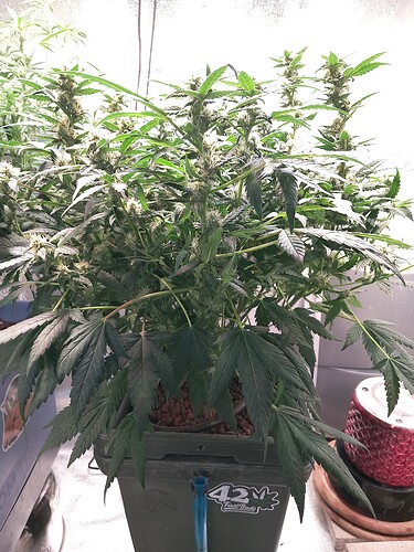 Growreport Bild 3