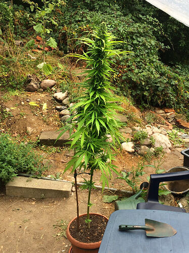 Grow26_0817_02
