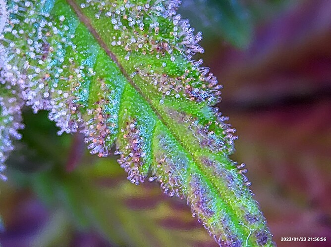 1000019497