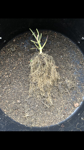 Growreport Bild 5