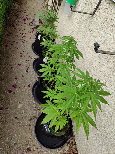 Growreport Bild 6