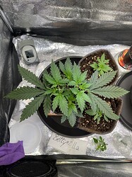 Growreport Bild 28