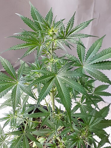 Growreport Bild 154