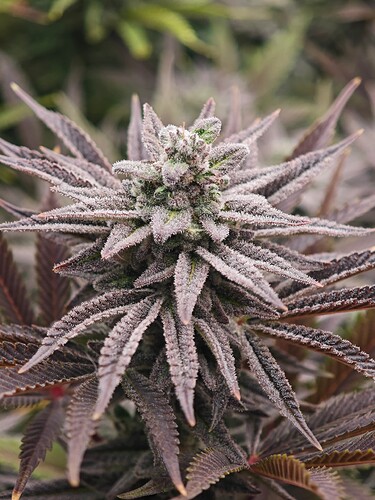 Growreport Bild 14