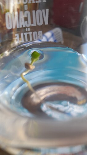 Growreport Bild 1