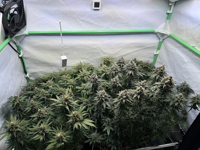 Growreport Bild 1