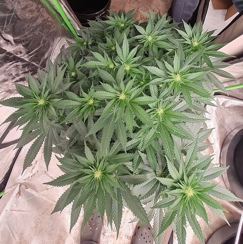 Growreport Bild 18