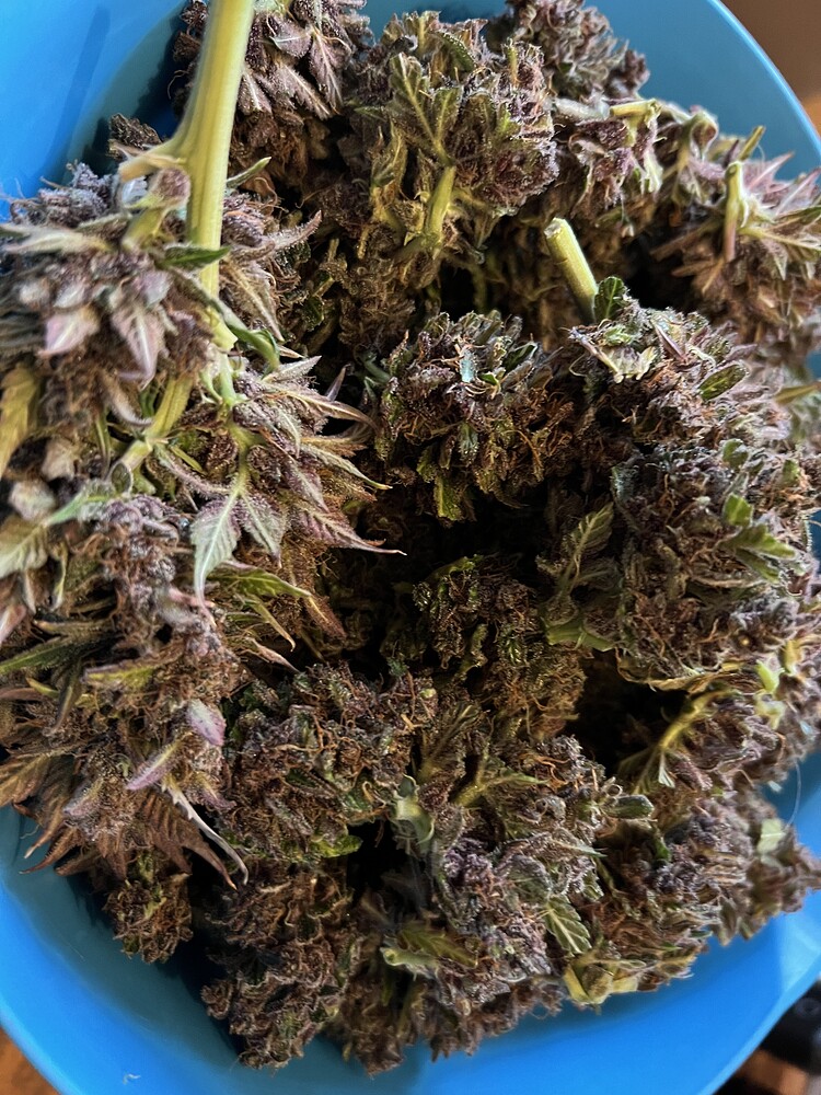 Mein erstes Mal Indoor, Mix Strain RQS Auto