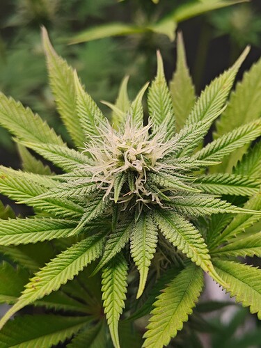 Growreport Bild 11