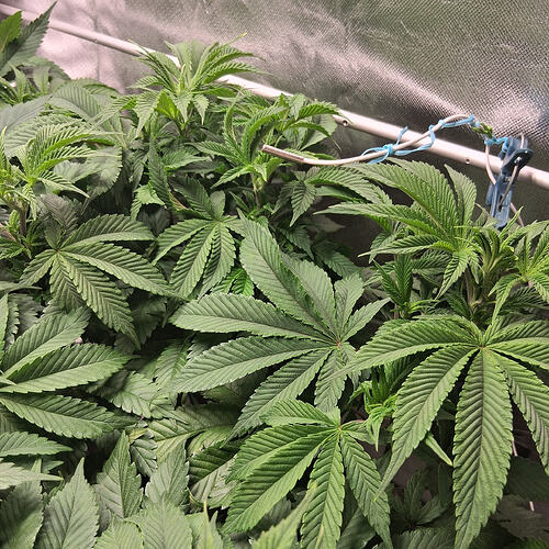 Sensi Skunk(2)  02