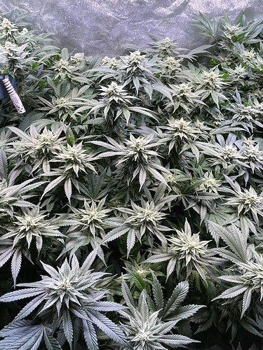 Growreport Bild 6