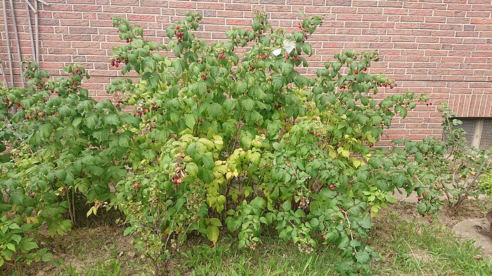 Growreport Bild 31