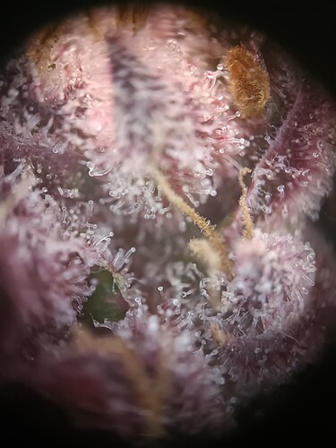 Growreport Bild 11