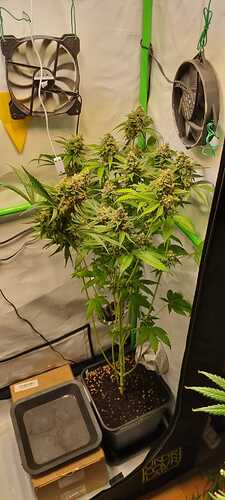 Growreport Bild 27