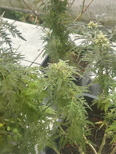 Growreport Bild 14