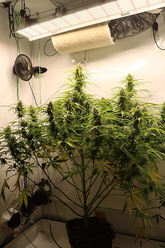 Growreport Bild 9