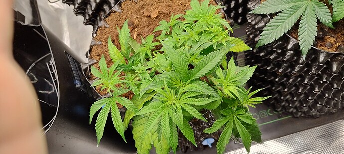 IMG_20251003_090332014_HDR