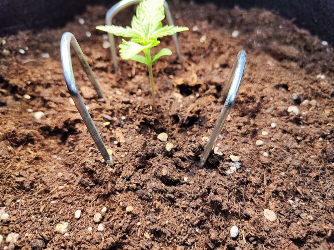 Growreport Bild 5