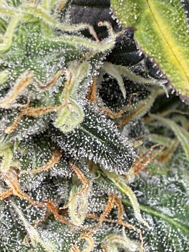 Growreport Bild 33