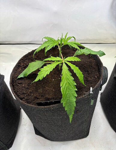 Growreport Bild 3