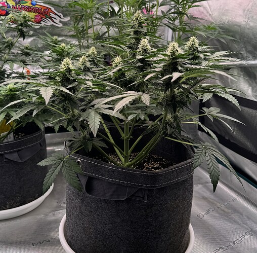 Growreport Bild 30