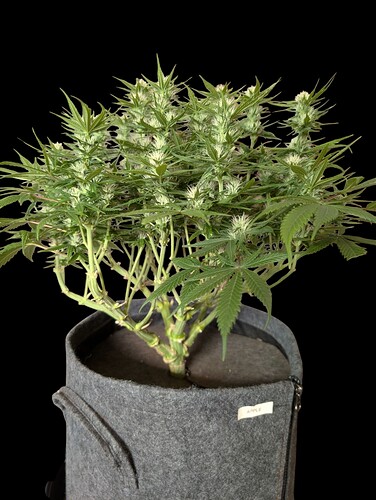 Growreport Bild 18