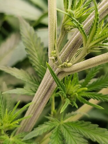 Nahaufnahme des Stiels einer jungen Cannabispflanze mit beginnenden Blütenansätzen und Blättern.