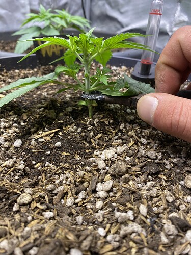 Growreport Bild 29