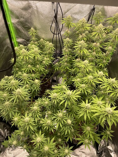 Growreport Bild 1