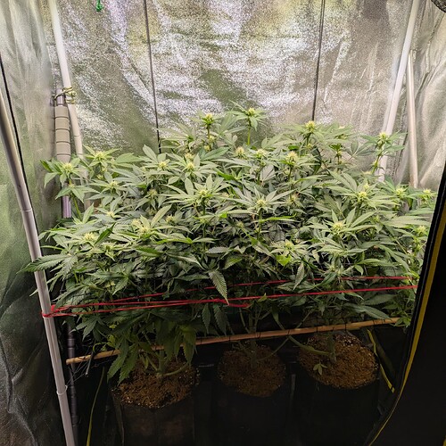 Growreport Bild 2