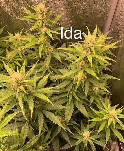 Growreport Bild 2