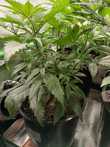Growreport Bild 19