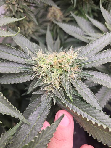 Growreport Bild 5