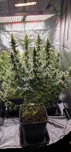 Growreport Bild 1
