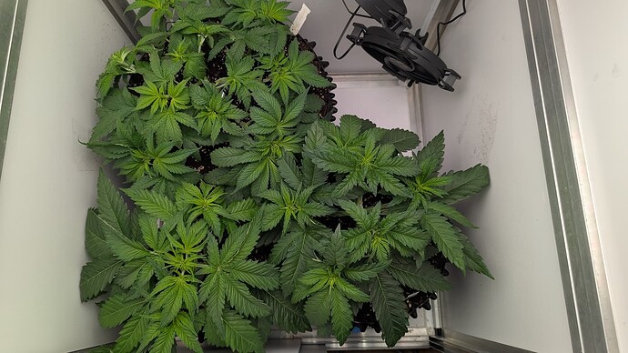 PXL_20250413_064931669.MP