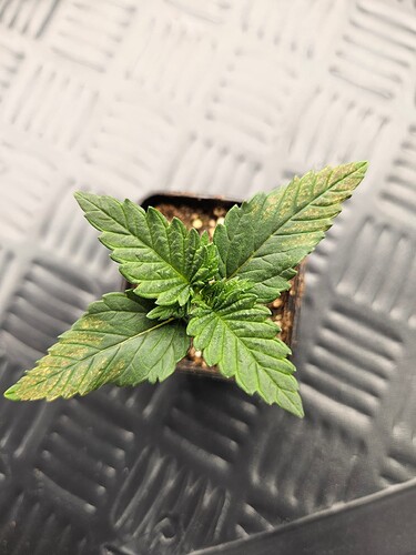 Growreport Bild 26