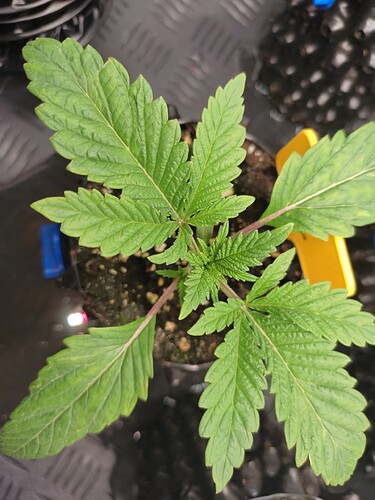 Growreport Bild 7