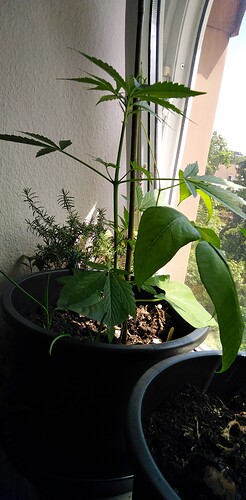 Growreport Bild 5