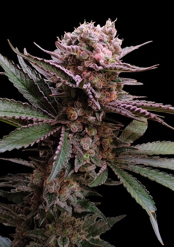 Growreport Bild 19