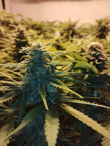 Growreport Bild 6