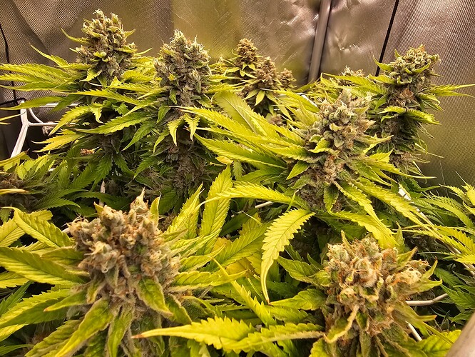 Growreport Bild 3