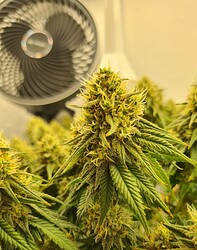 Growreport Bild 123