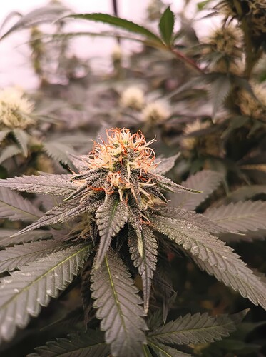 Growreport Bild 73