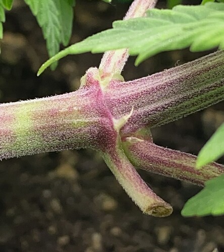 Growreport Bild 33