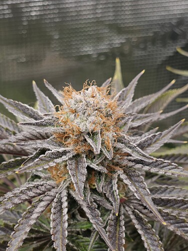 Growreport Bild 32