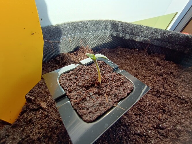 IMG_20240415_182258480_HDR