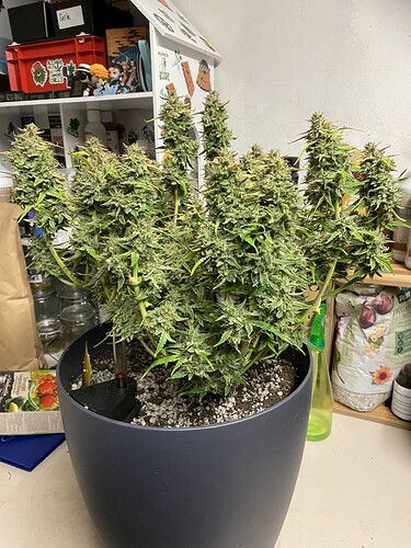 Growreport Bild 9