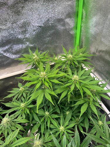 Growreport Bild 17